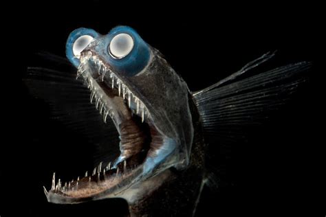 The Telescope Fish (Gigantura) .
